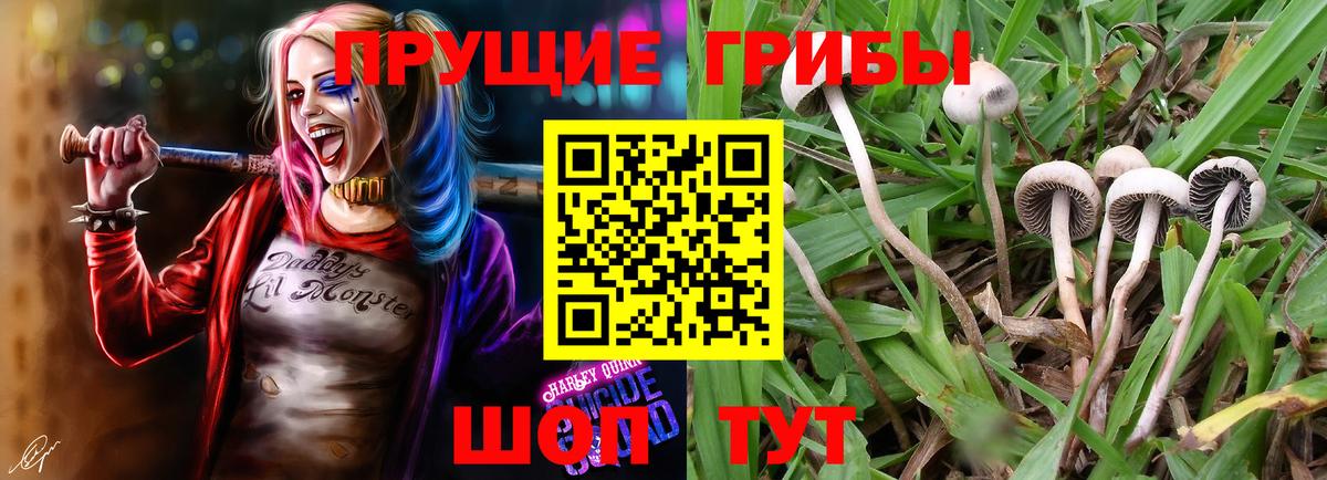 Псилоцибиновые грибы мицелий Барабинск